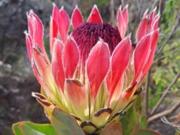 Protea eximia flowerhead in its prime